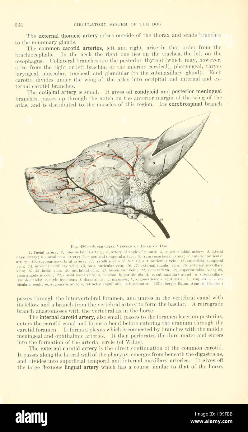 A textbook of veterinary anatomy (Page 634) BHL185 Stock Photo Alamy