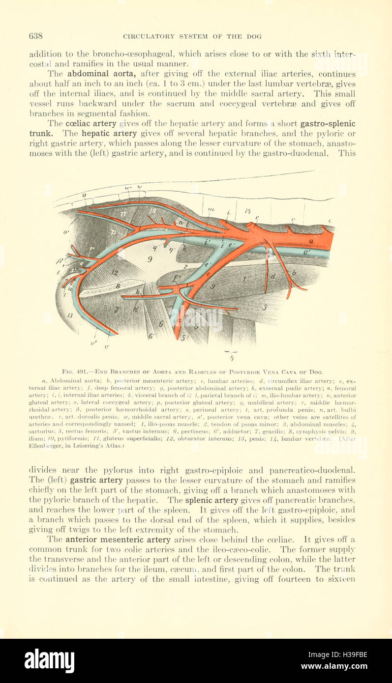 Veterinary Structure A textbook on veterinary anatomy, providing comprehensive details on ...