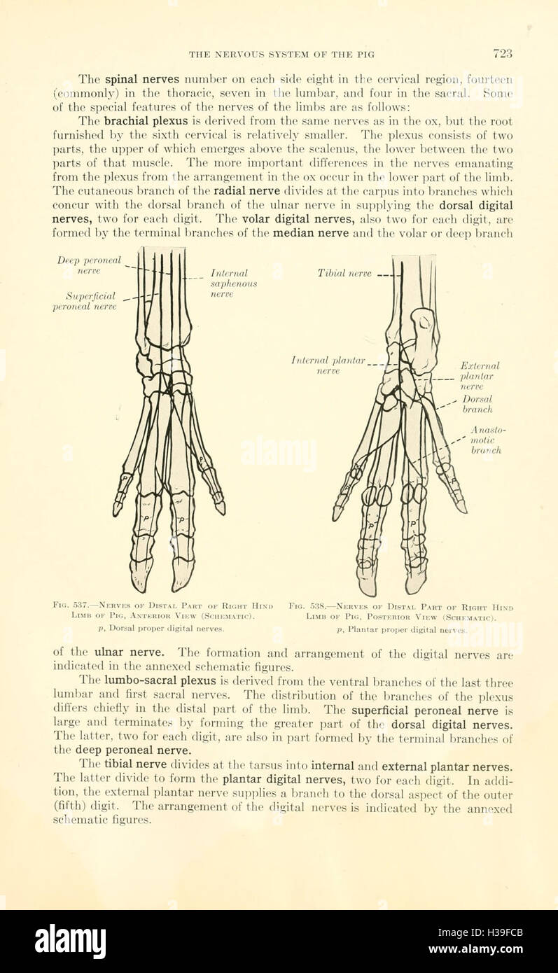 Veterinary Structure This textbook offers a comprehensive study of veterinary anatomy ...