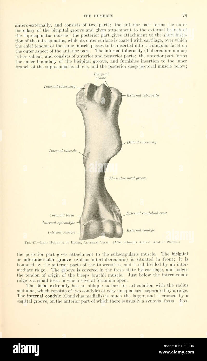 A text-book of veterinary anatomy (Page 79) BHL185 Stock Photo - Alamy
