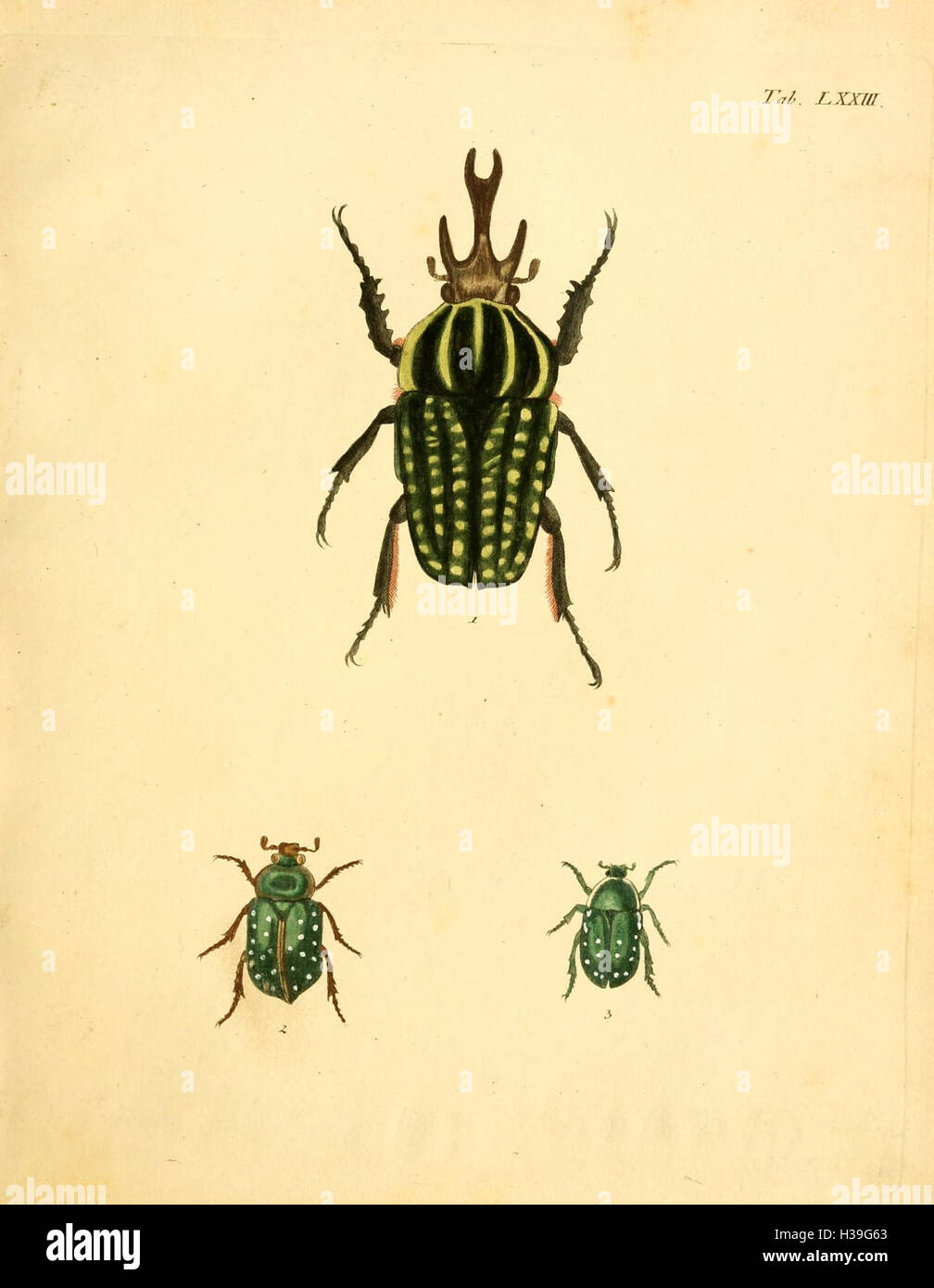 Karl Jordan Insect Various insect species accompany hi-res stock photography and images ...
