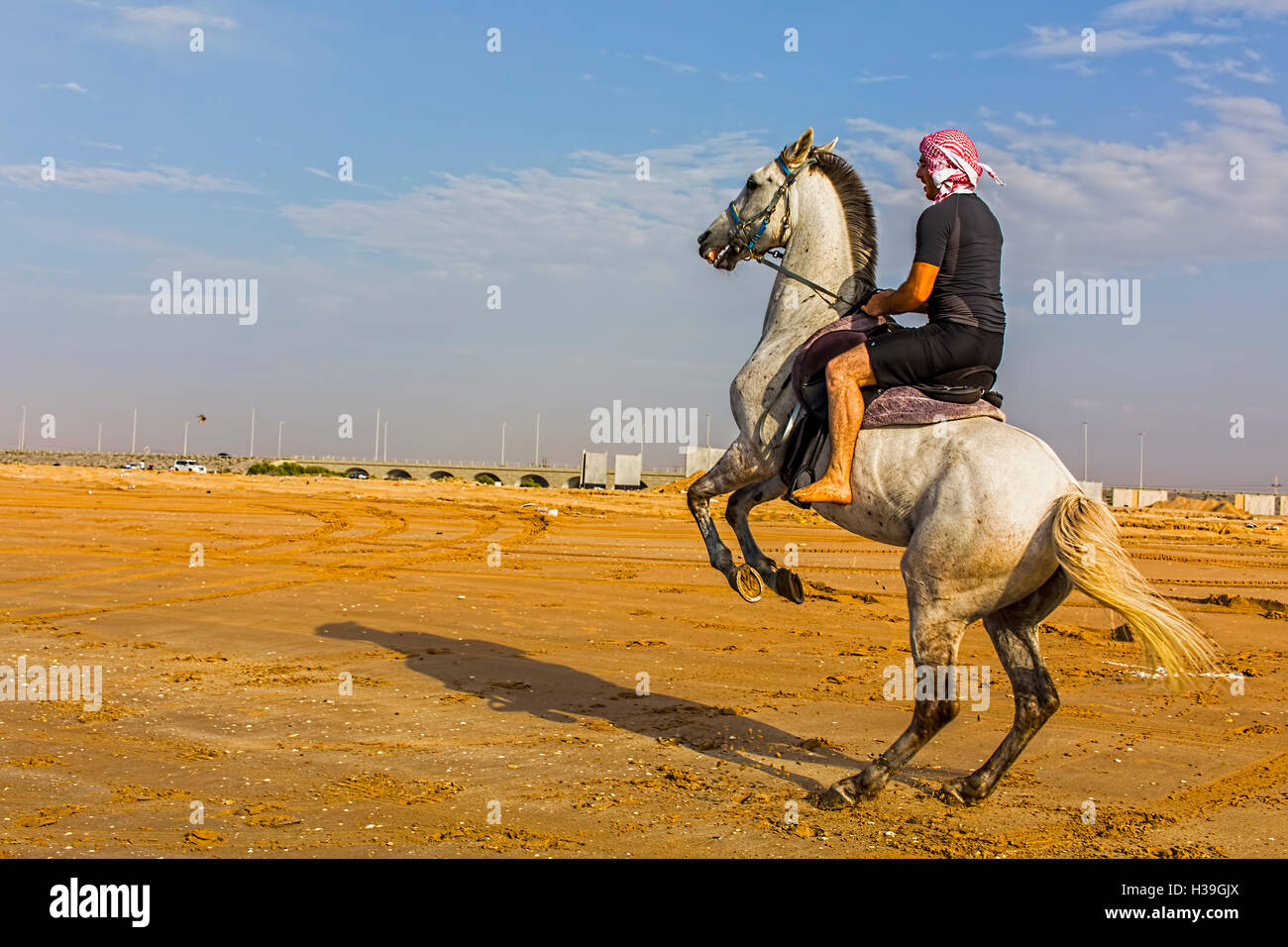 Dramatic Photo of an Arabian Stallion rearing while riding on the beach in the UAE Stock Photo