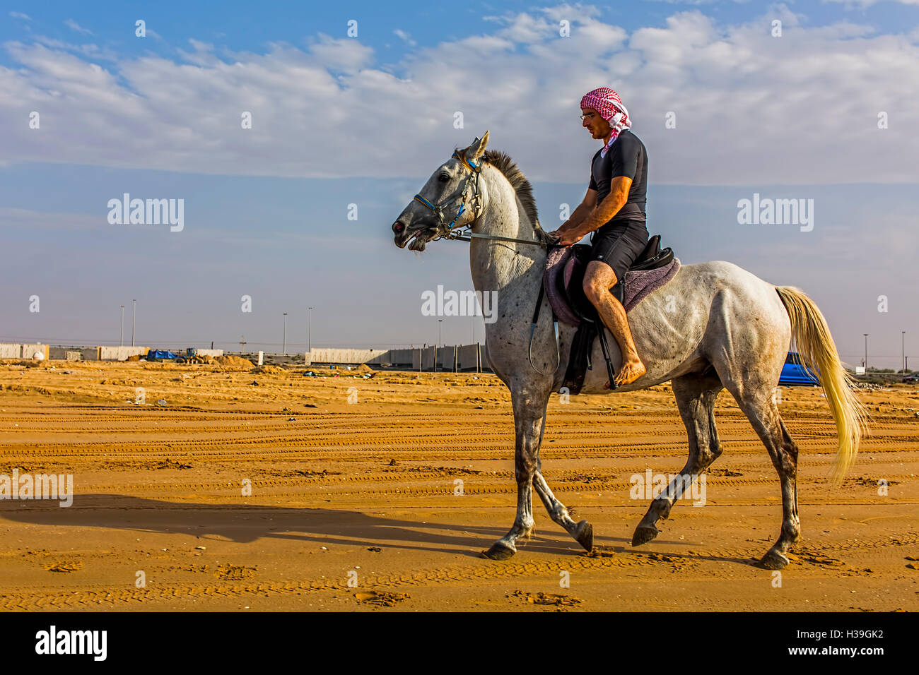 Dramatic Photo of an Arabian Stallion rearing while riding on the beach in the UAE Stock Photo