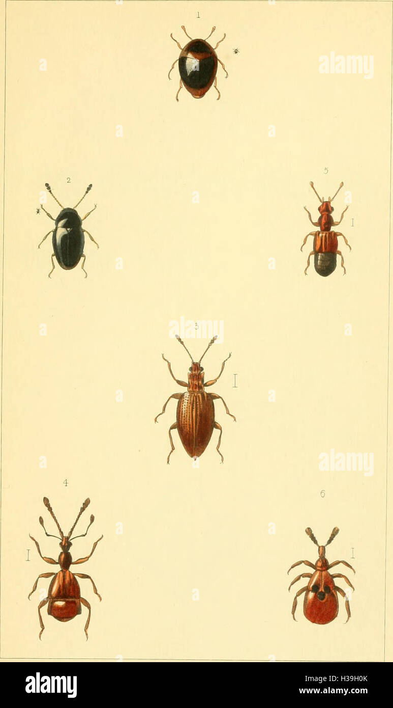 British beetles an introduction to the study of our indigenous