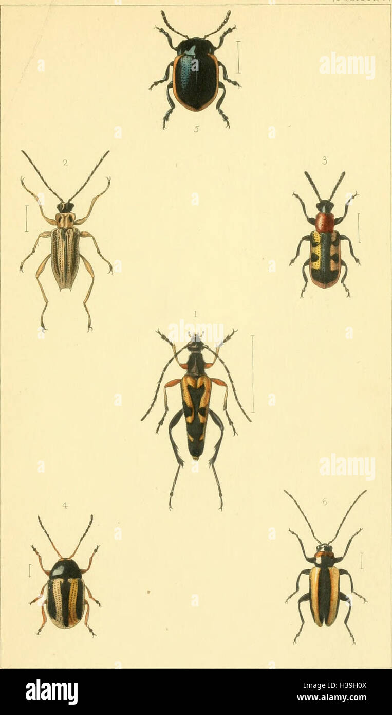 British beetles an introduction to the study of our indigenous