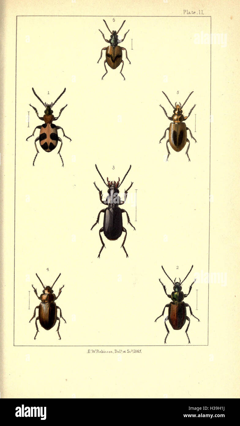 British beetles BHL169 Stock Photo Alamy