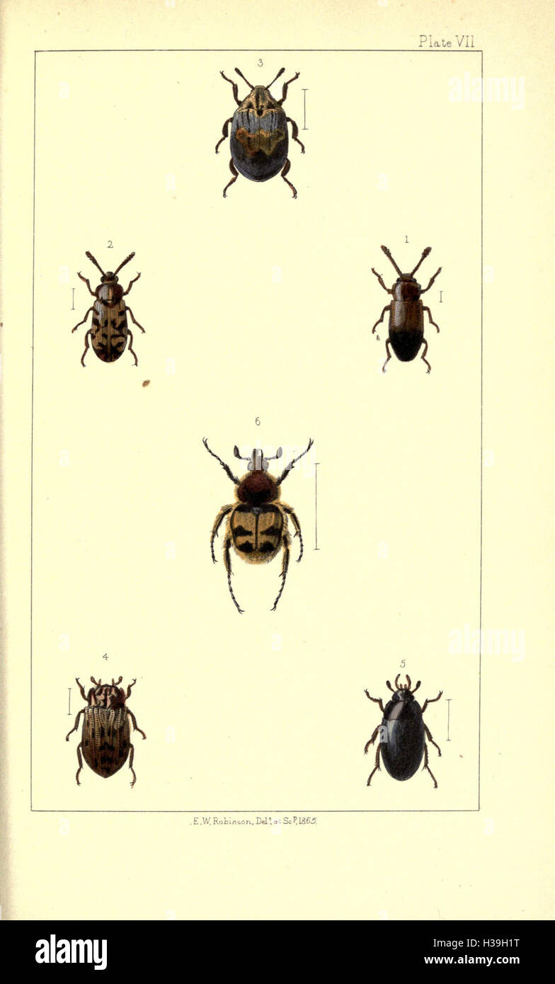 British beetles BHL169 Stock Photo Alamy