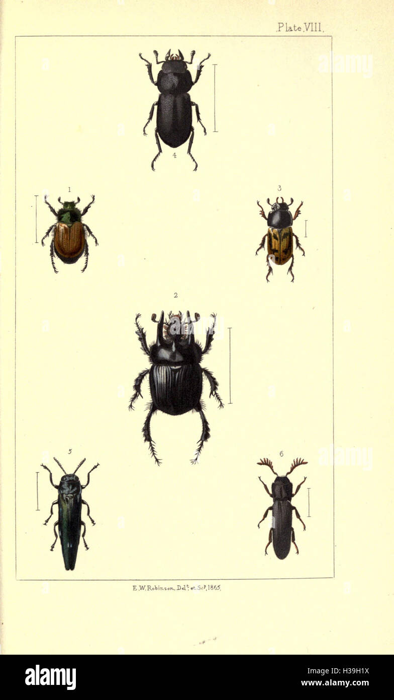 British beetles BHL169 Stock Photo Alamy