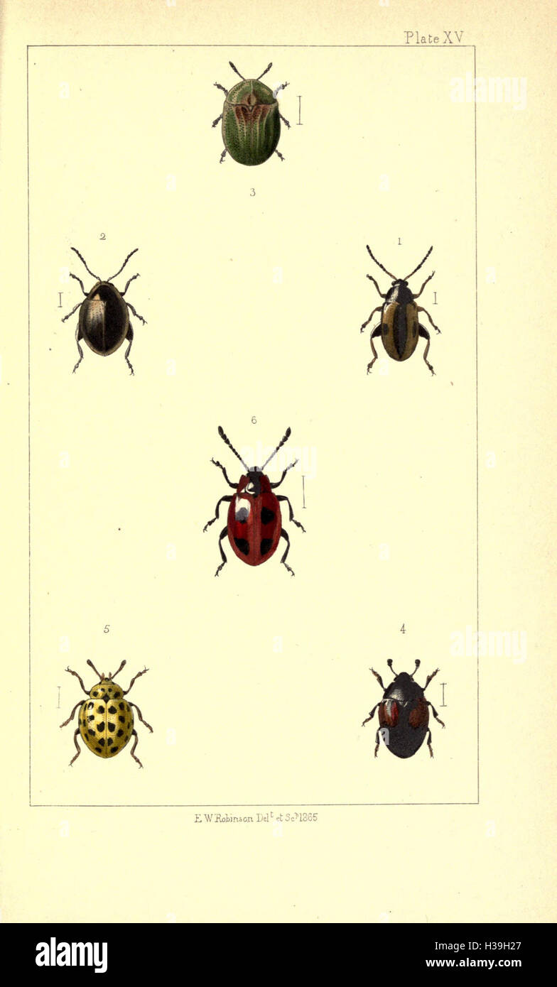 British beetles BHL169 Stock Photo Alamy
