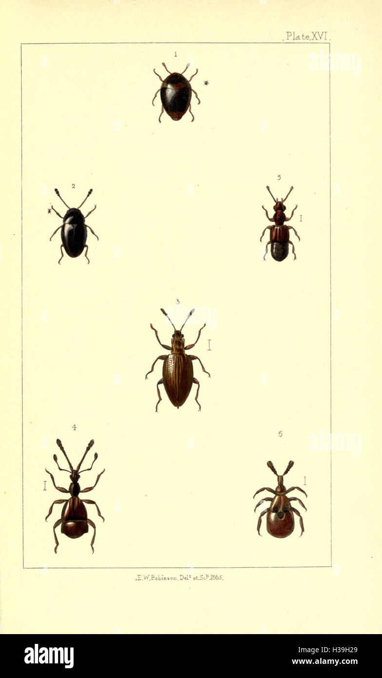 British beetles BHL169 Stock Photo Alamy