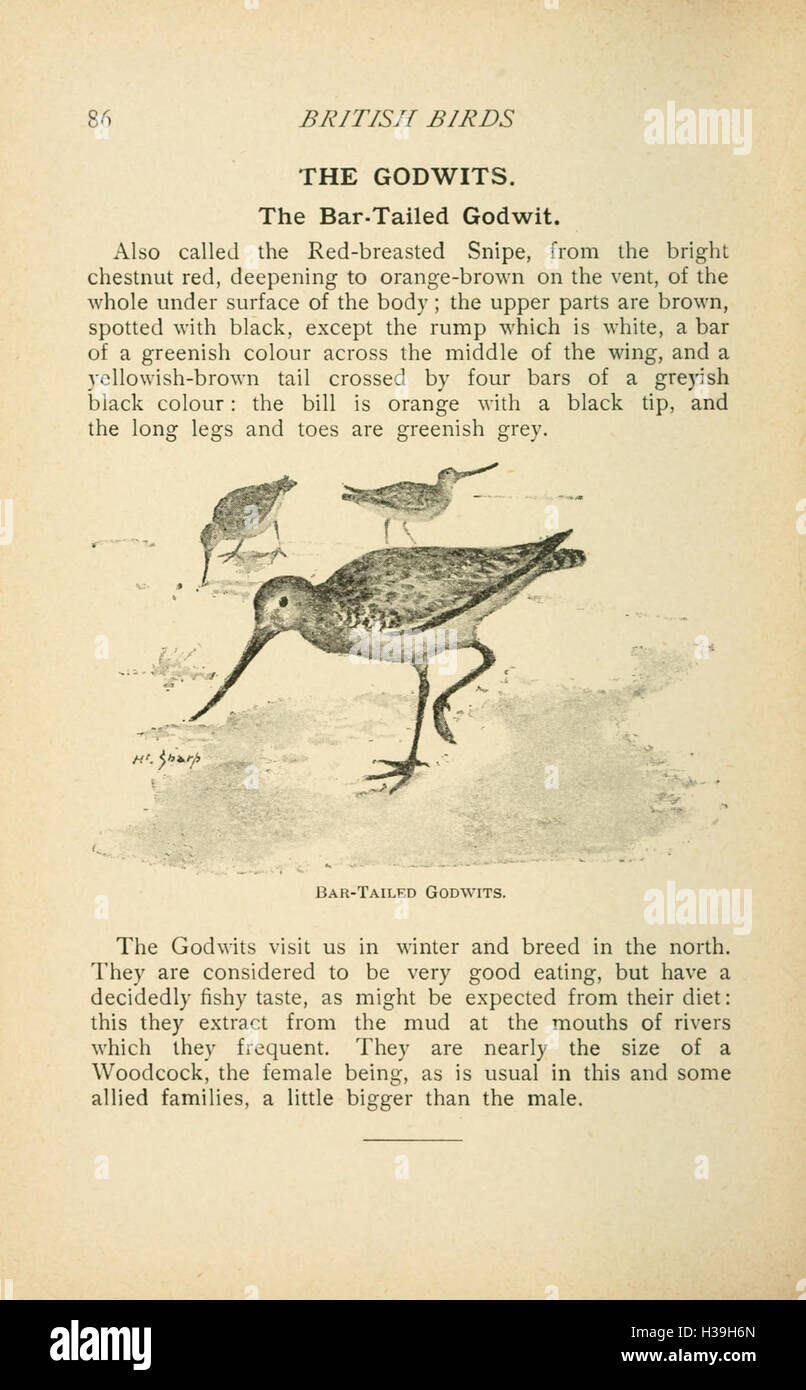 Image showcasing This guide details various species of British birds suitable for ...