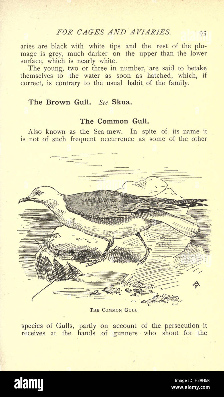 This guide focuses on bird species native to the British Isles that are ... - The Uk Species And Bird Aviary