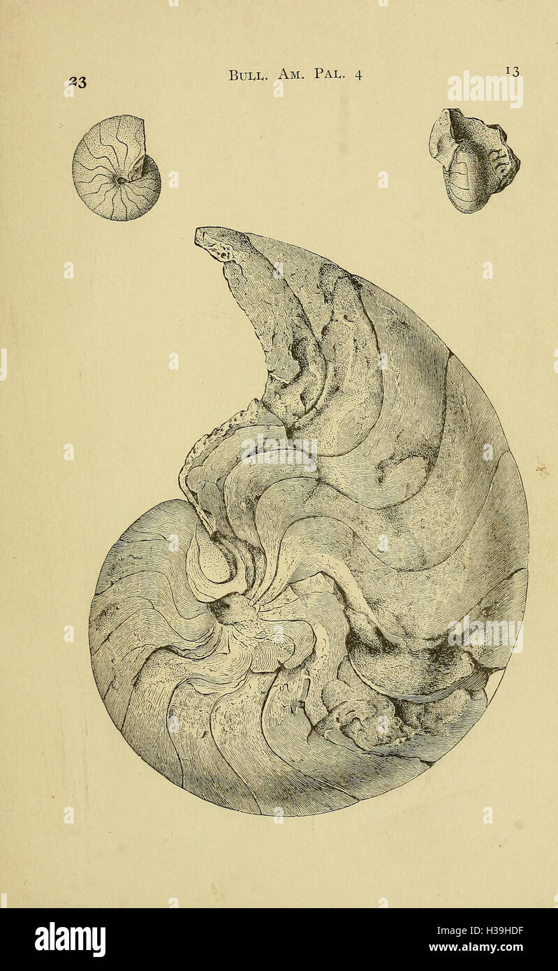 This publication features paleontological findings in America ...