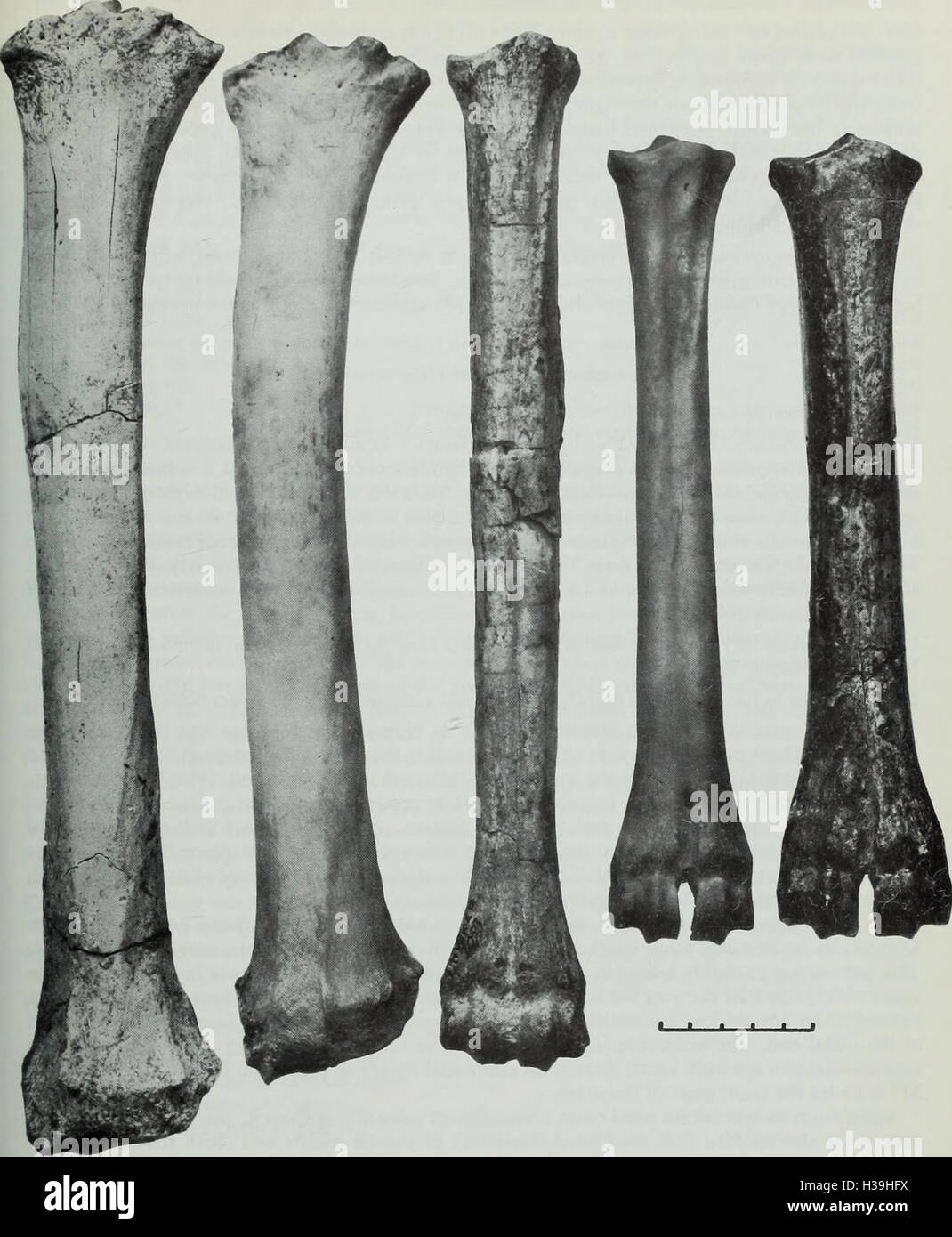 Bulletin of the British Museum (Natural History), Geology (1977