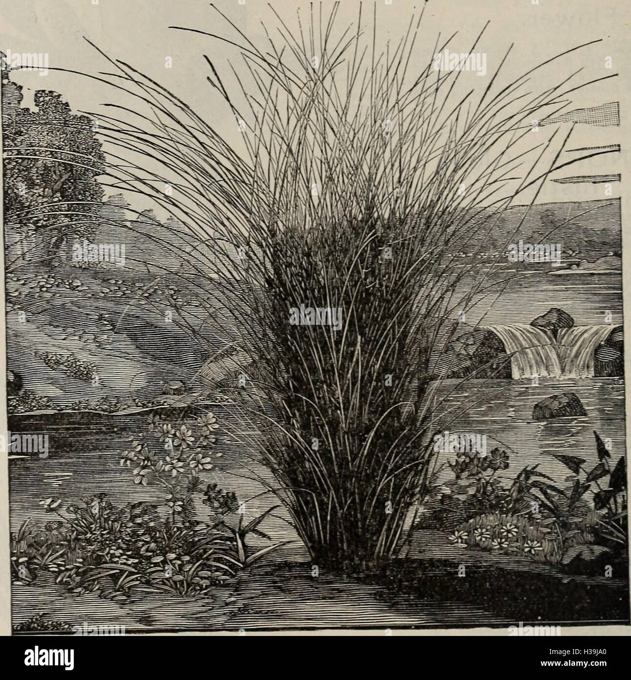 A catalog from 1900 detailing various tree, shrub, evergreen, and