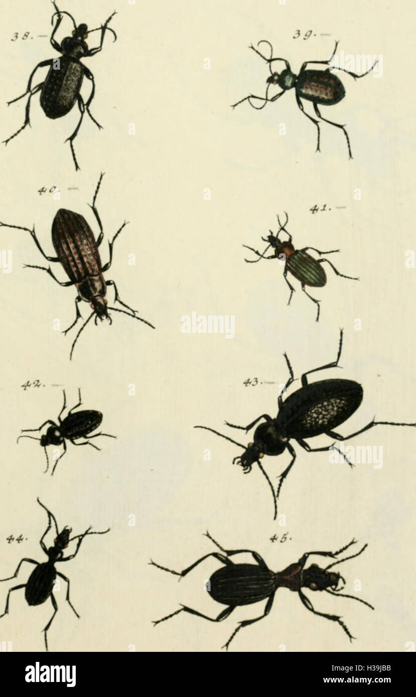 This systematic catalog lists beetle species, focusing on the ...