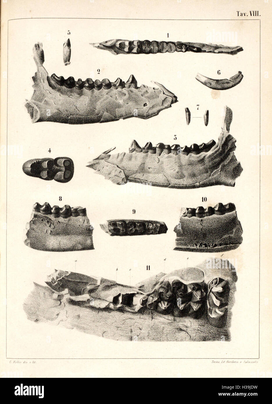 Cenni sui vertebrati fossili del Piemonte (Tav. VIII) BHL401 Stock ...