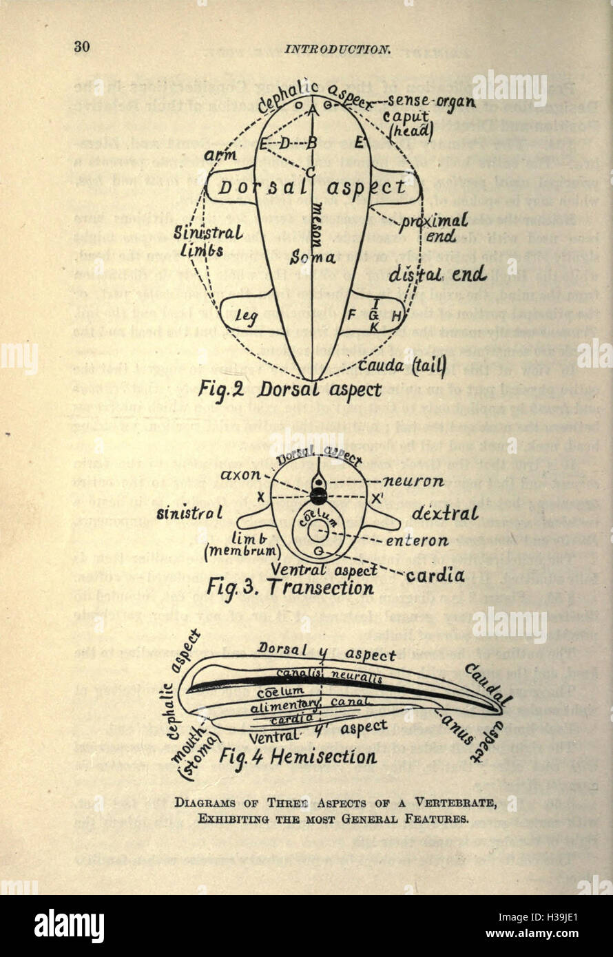 This work explores the anatomical features of domestic cats, focusing ...