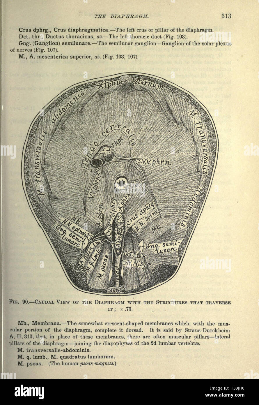 This text explores the anatomical features of domestic cats, focusing ...