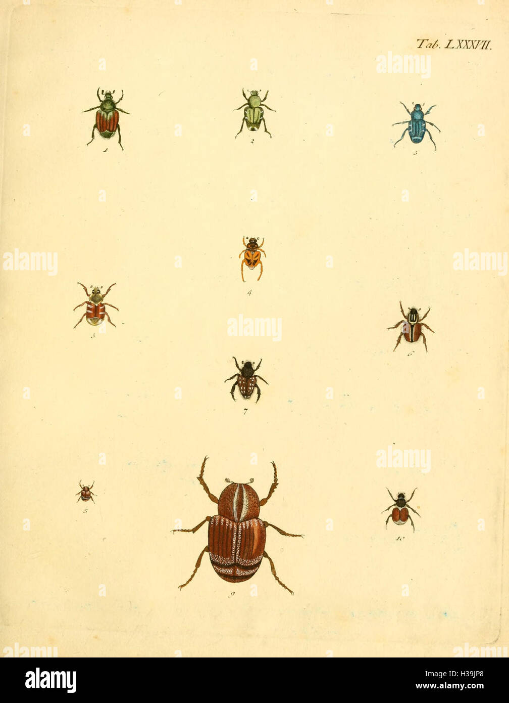 Karl Jordan Insect A collection of illustrations accompanying Karl Illiger's translation ...