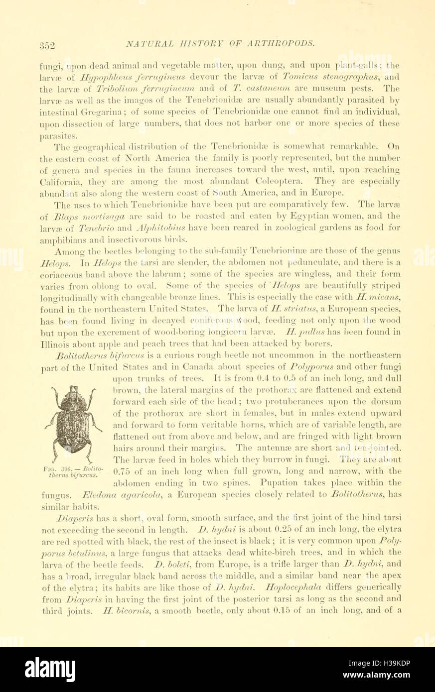 This section focuses on Coleoptera, a diverse order of insects commonly ...