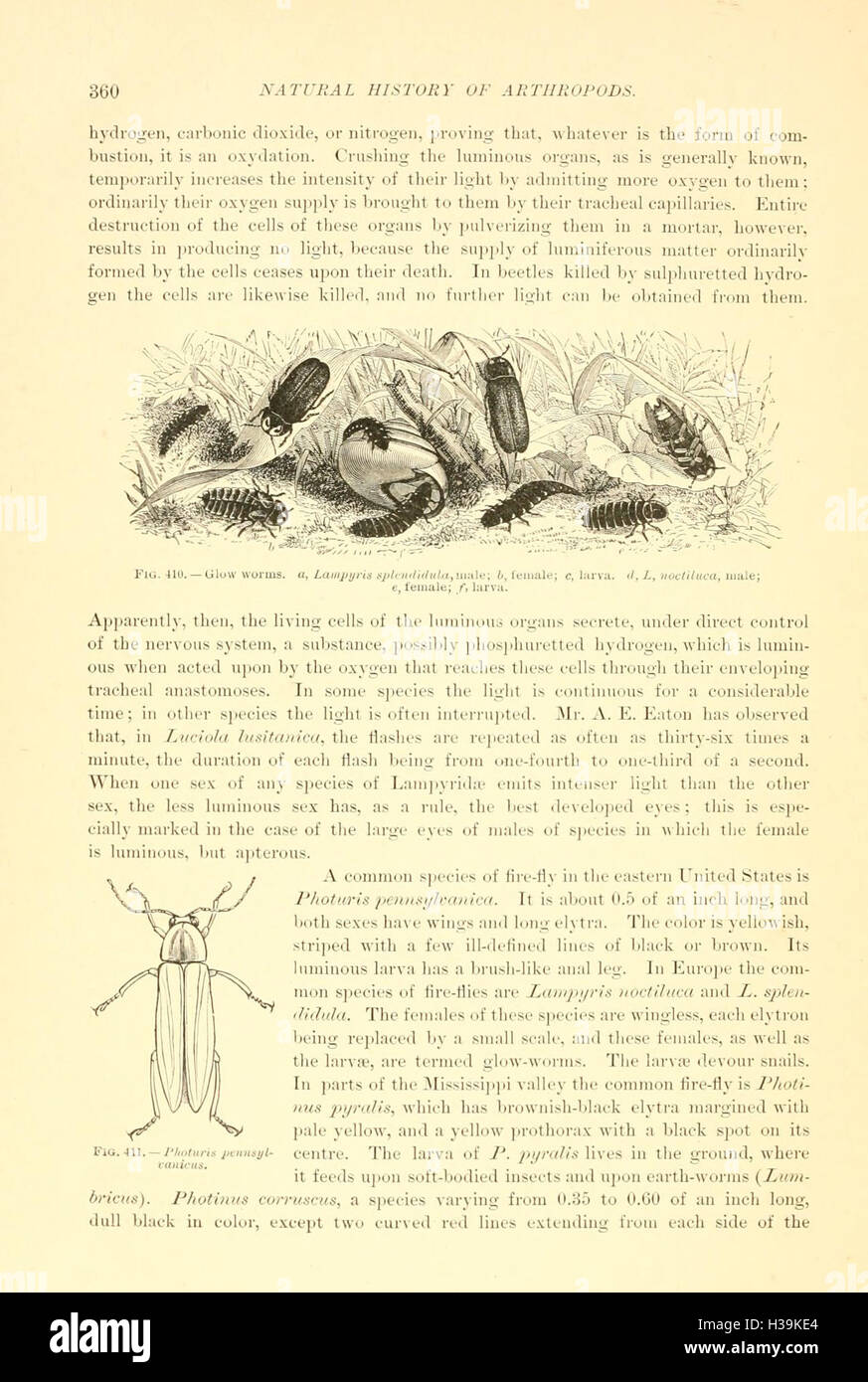 Coleoptera Order Insects This page presents an in-depth look at Coleoptera, the largest order of ...
