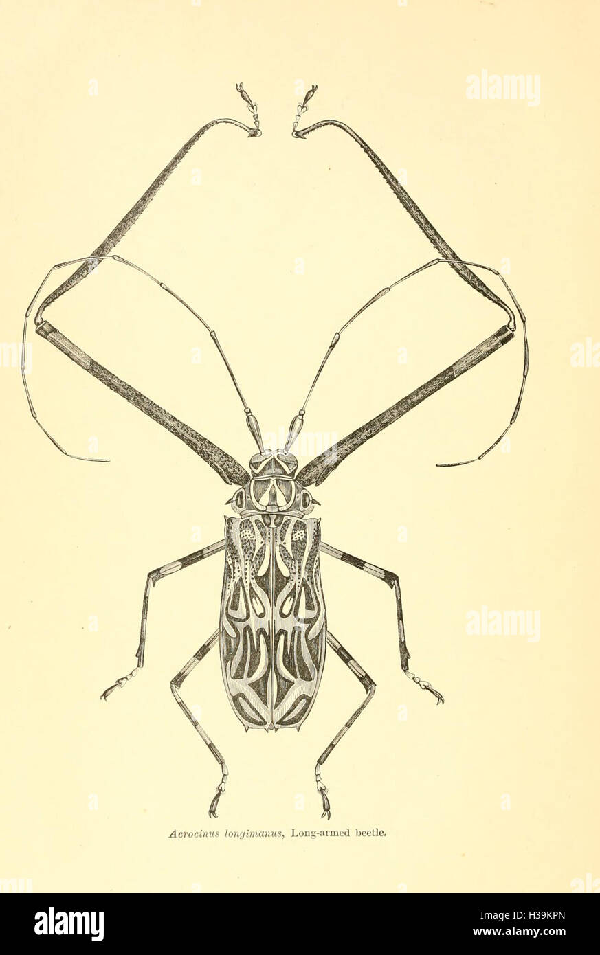 Coleoptera Order Insects This work provides a detailed overview of Coleoptera, the order of ...