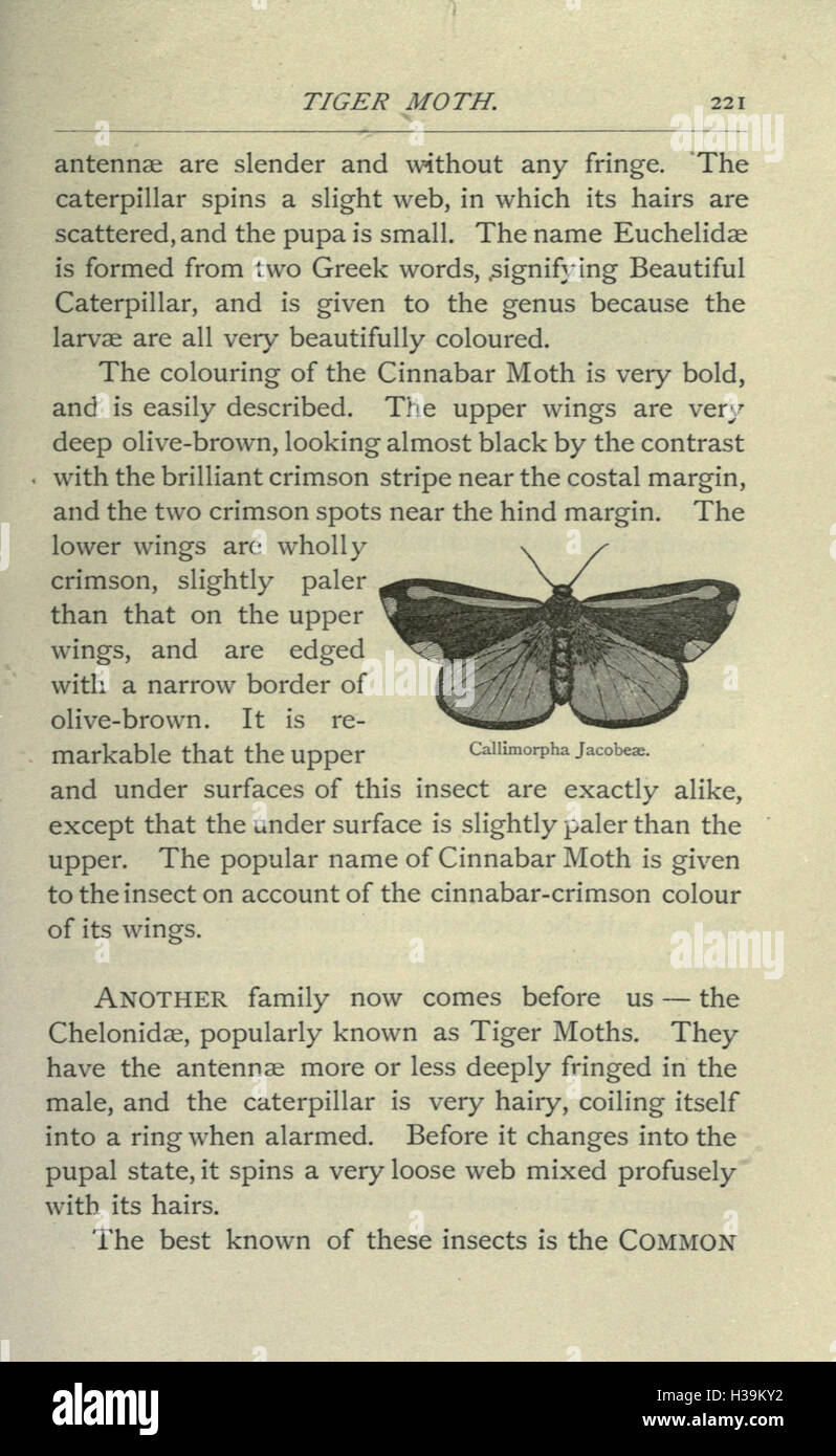 Labelled Insects This guide highlights common insect species in Great Britain, focusing ...