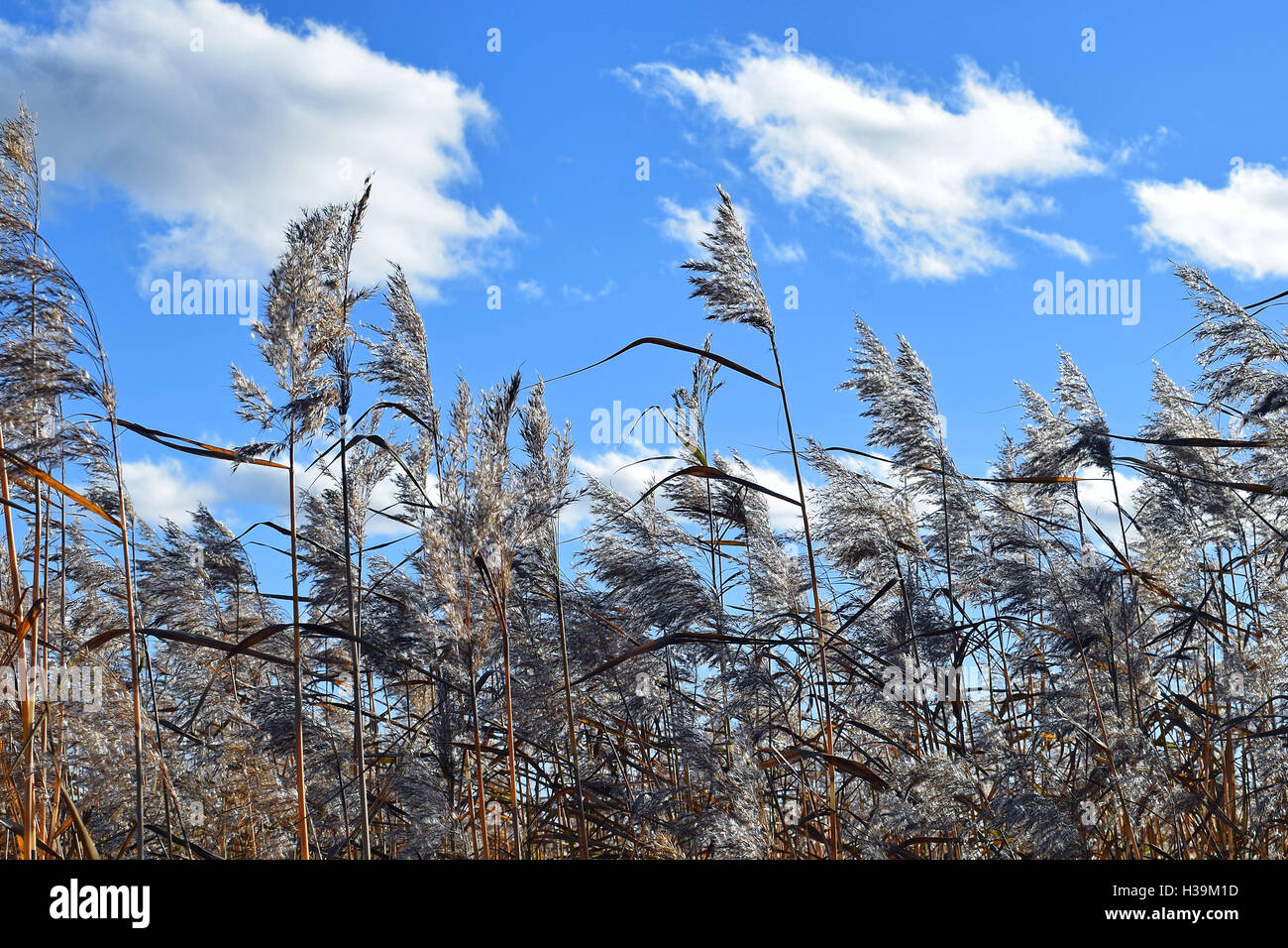 Wavey Sea Reeds Sea reeds under cloudy blue sky Stock Photo - Alamy
