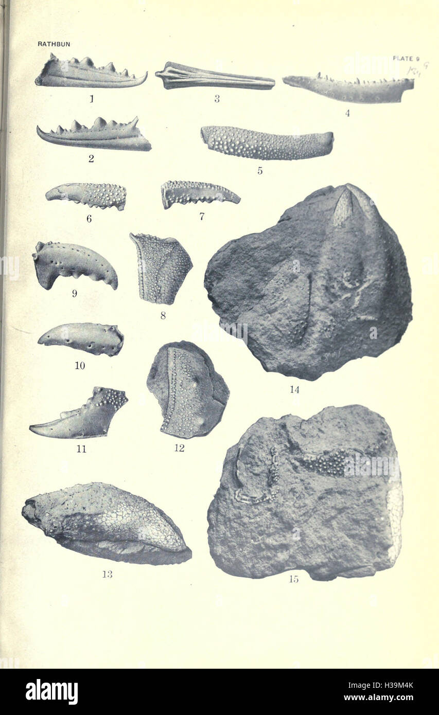 Work explores geology paleontology hi-res stock photography and images ...