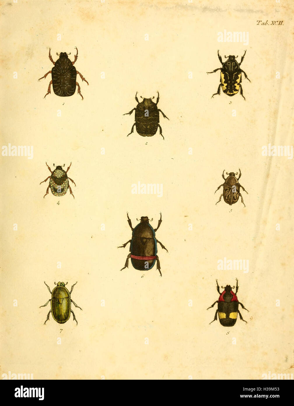 Karl Jordan Insect Various insect species accompany hi-res stock photography and images ...