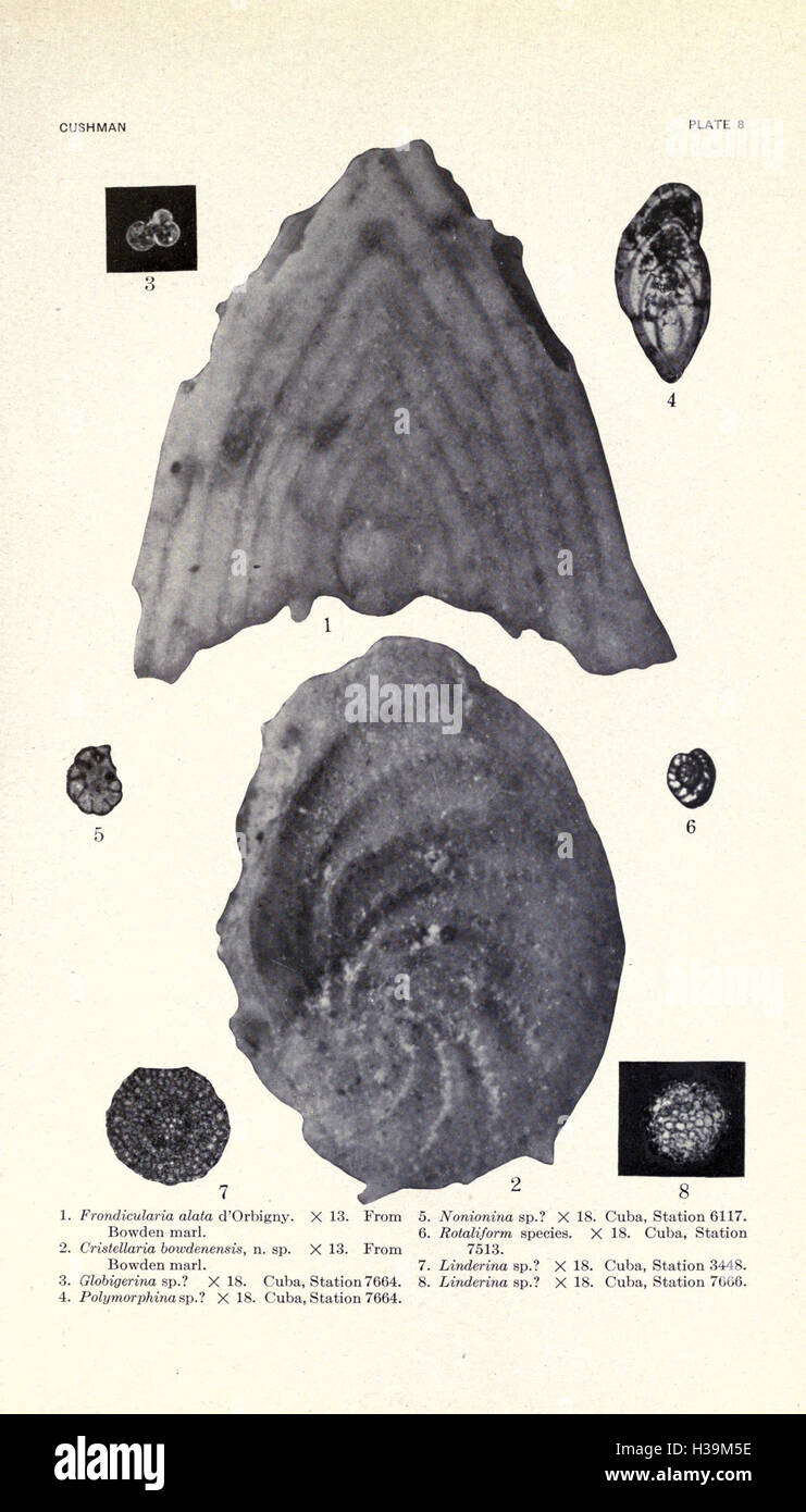 Detailed study geology paleontology hi-res stock photography and images ...
