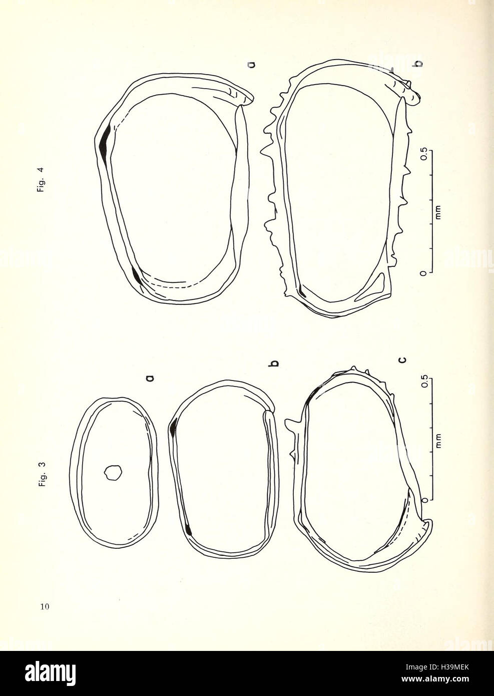 Cretaceous Ostracoda from wells in the southeastern United States (Page 10) BHL413 Stock Photo