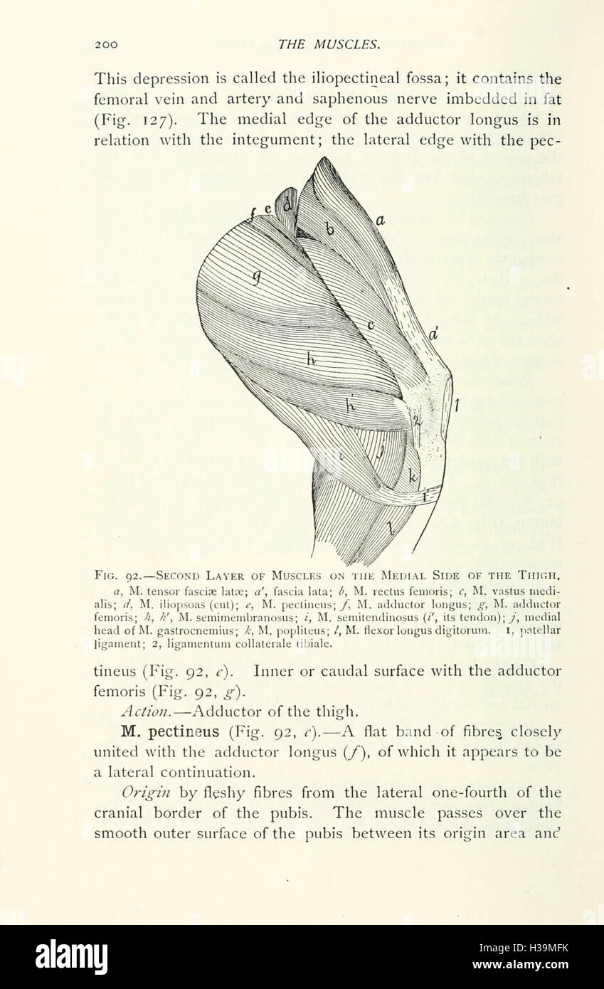 Anatomy of the cat (Page 200) BHL94 Stock Photo - Alamy