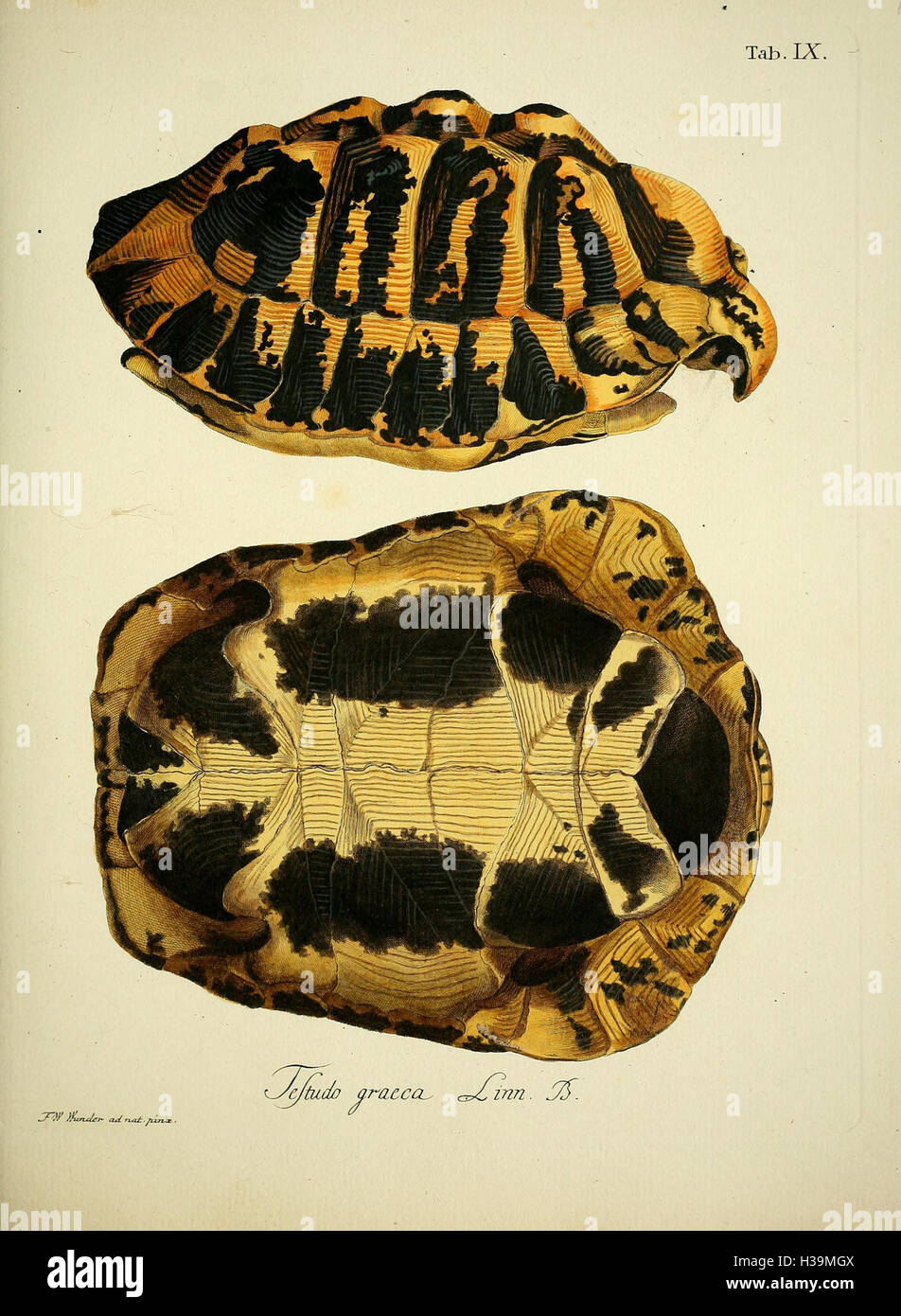 D. Johann David Schöpfs königl. Preuss. hofraths ... Naturgeschichte der Schildkröten (Tab. IX) BHL389 Stock Photo