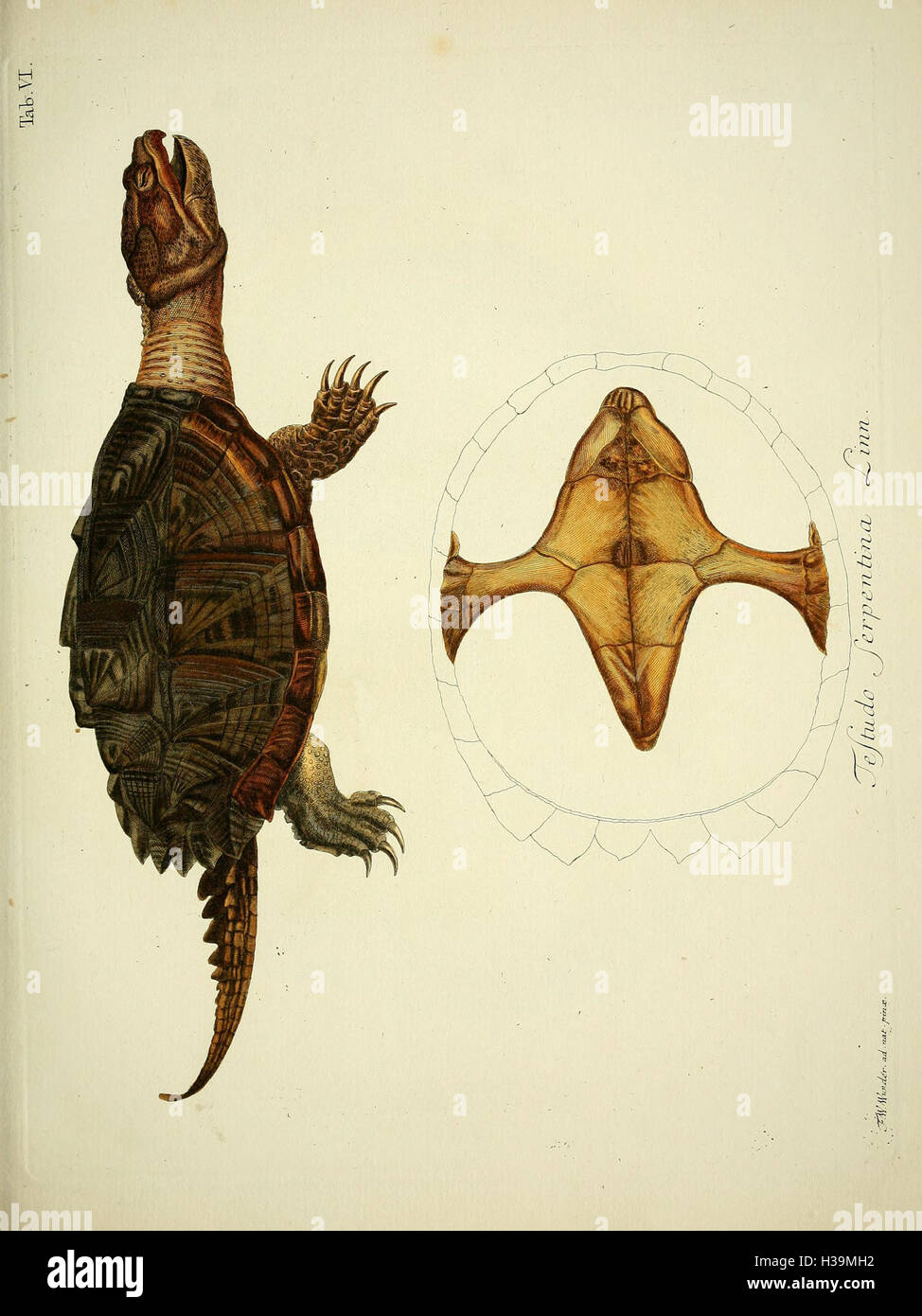 D. Johann David Schöpfs königl. Preuss. hofraths ... Naturgeschichte der Schildkröten (Tab. VI) BHL389 Stock Photo