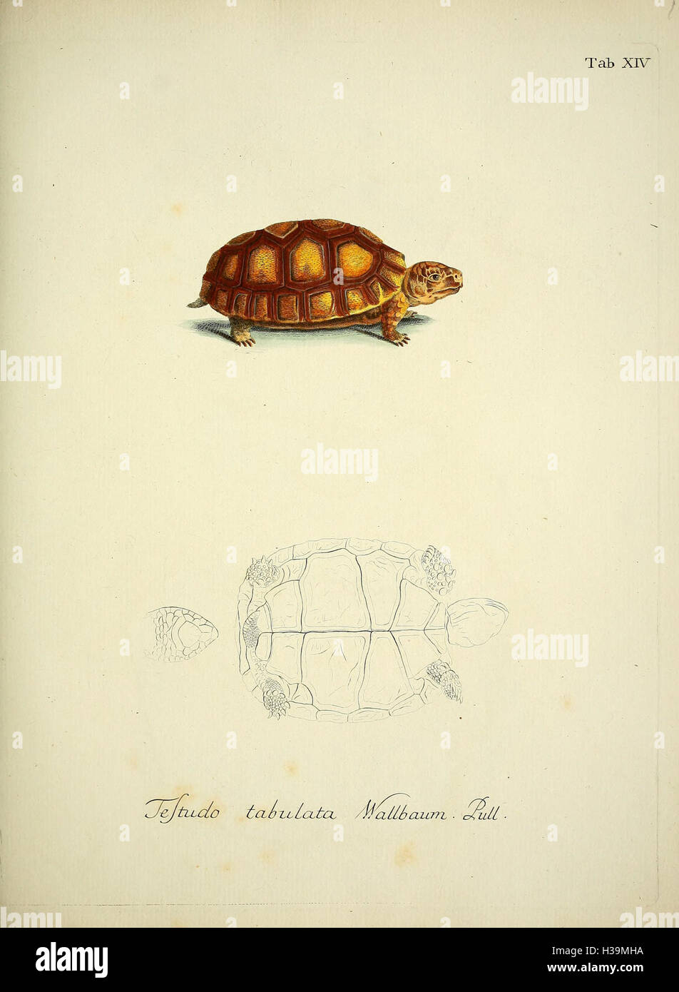 D. Johann David Schöpfs königl. Preuss. hofraths ... Naturgeschichte der Schildkröten (Tab. XIV) BHL389 Stock Photo