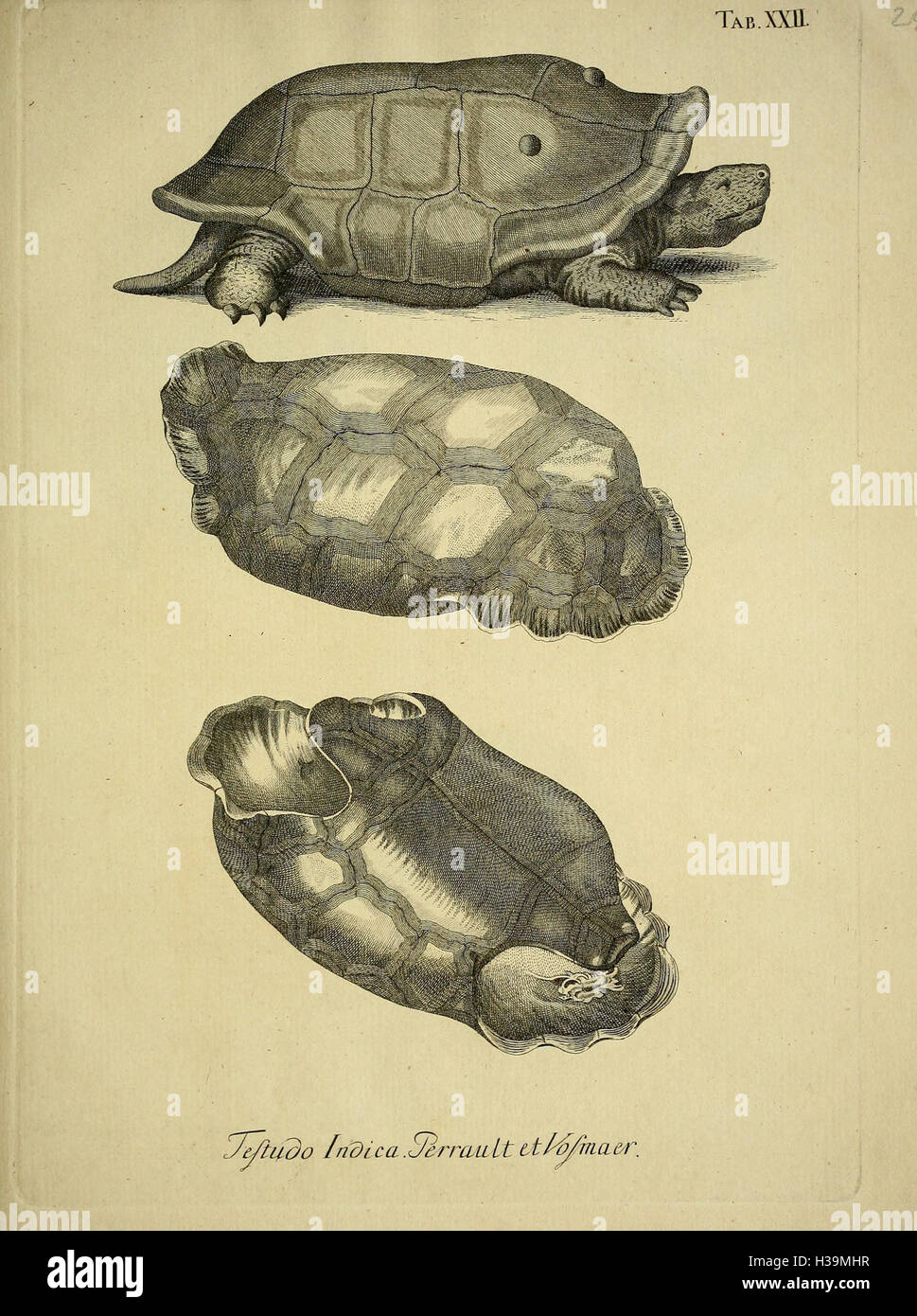 D. Johann David Schöpfs königl. Preuss. hofraths ... Naturgeschichte der Schildkröten (Tab. XXII) BHL389 Stock Photo