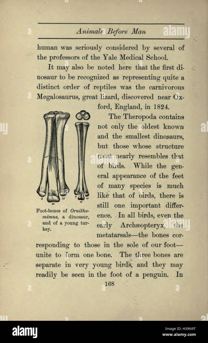 This work provides an exploration of the animals that existed in North ...