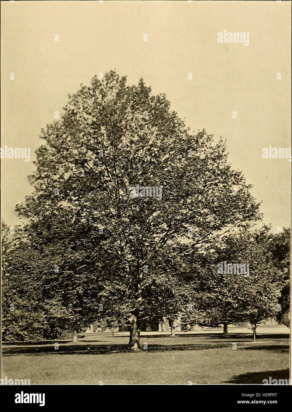 Descriptive guide to the grounds, buildings, and collections. Native