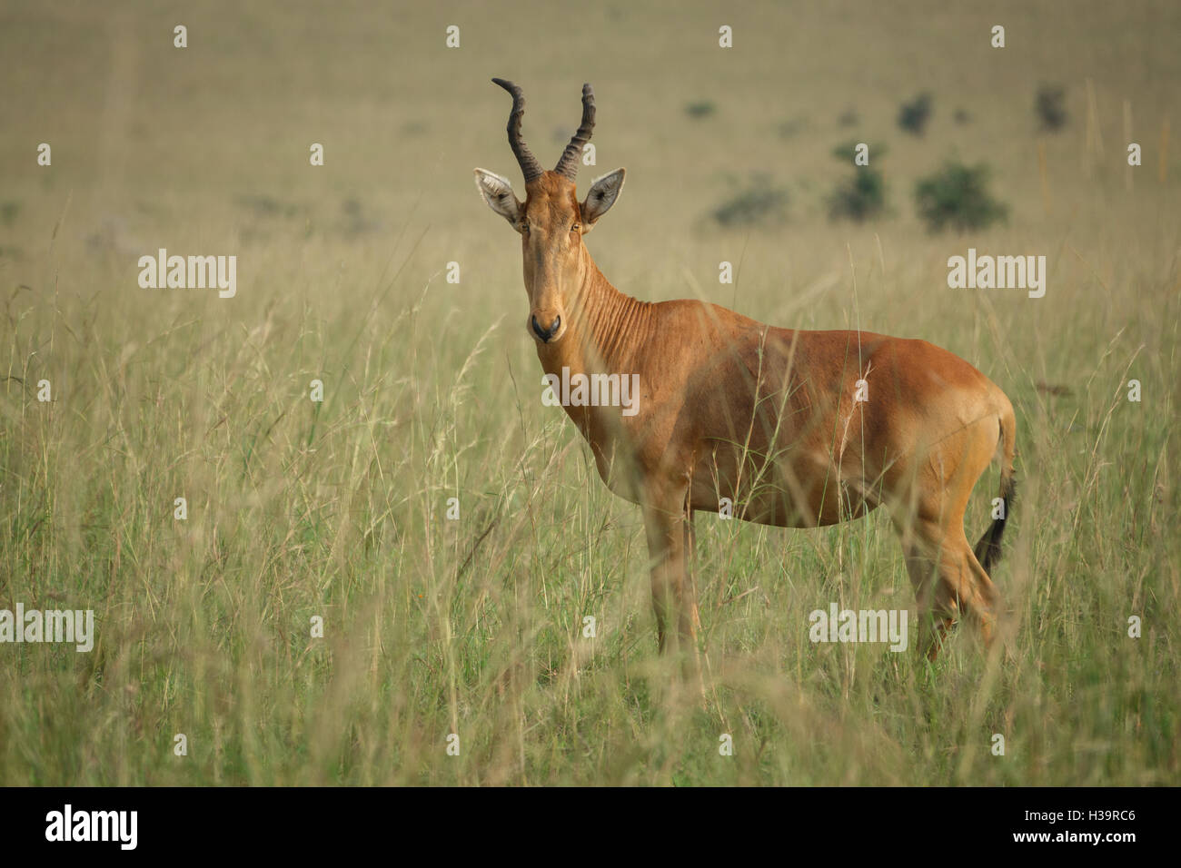 Hartebeest - Alcelaphus buselaphus in Kidepo, Uganda Stock Photo - Alamy