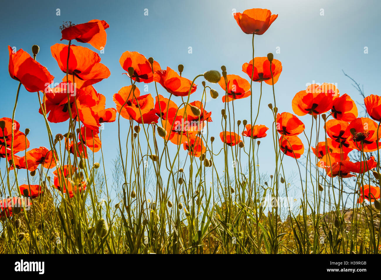 Field of bright red corn poppy flowers in summer Stock Photo - Alamy