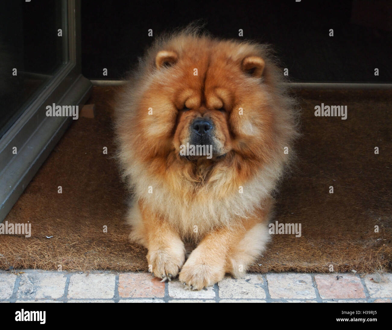 Chow chow dog by the doorstep of a restaurant, in Paris Stock Photo