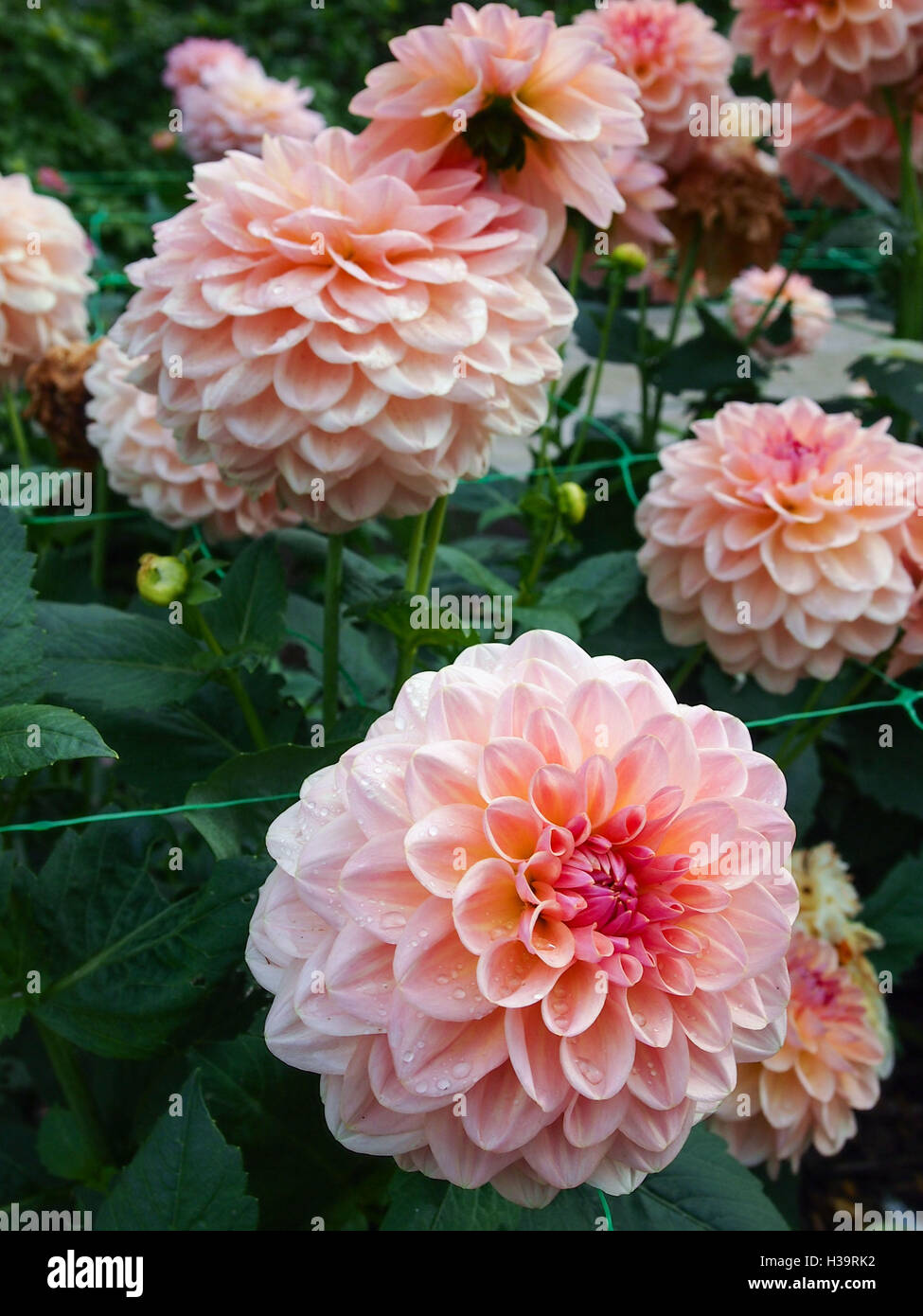 Fields of Dahlia Flowers Stock Photo Alamy