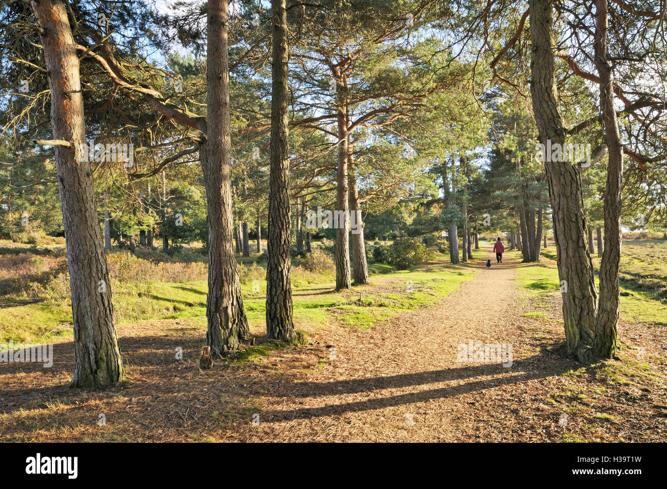 A sunny pine tree path in the New Forest National Park, near Brockenhurst, Hampshire, England, UK Stock Photo