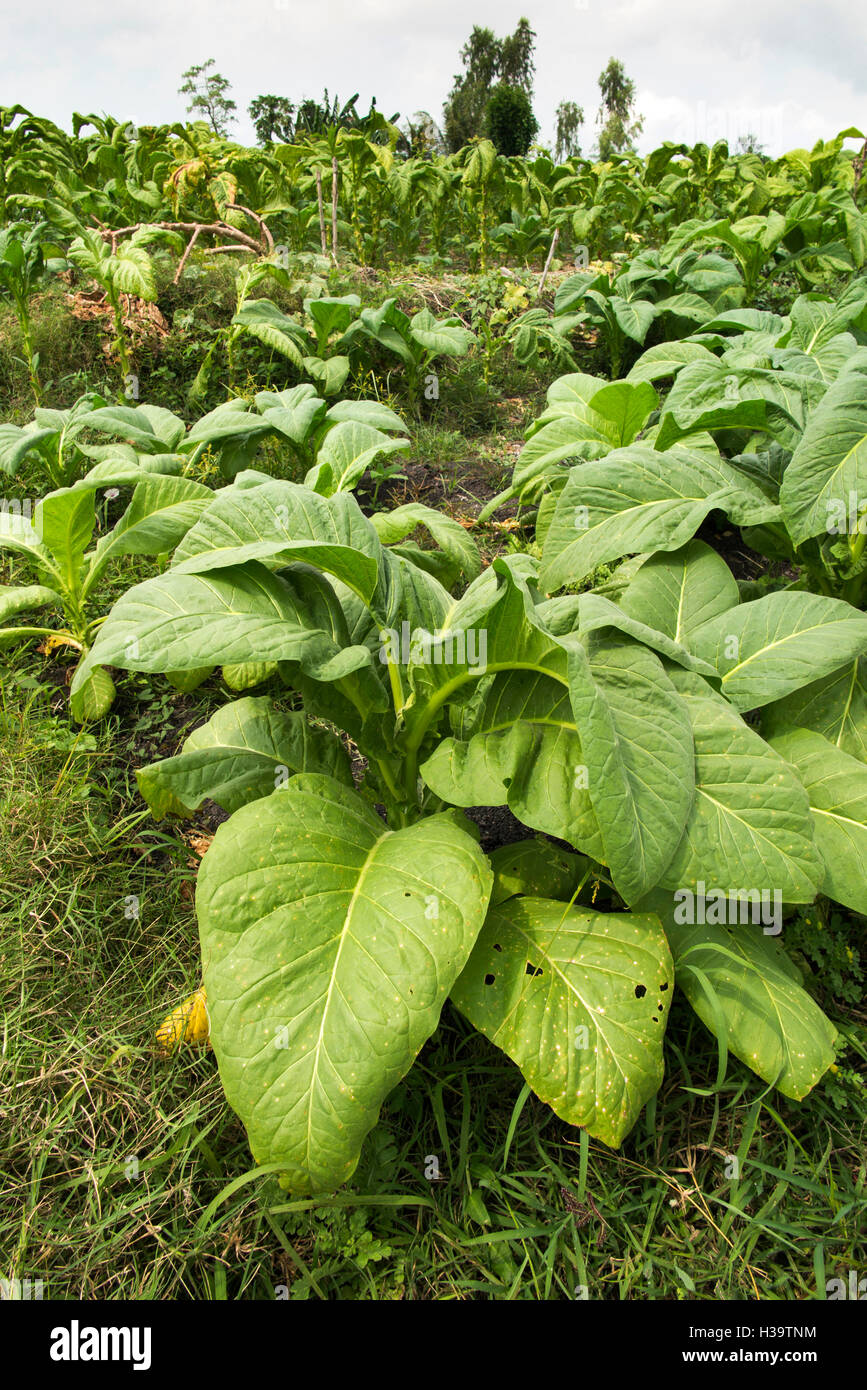 Indonesia, Lombok, Agriculture, tobacco growing in field Stock Photo