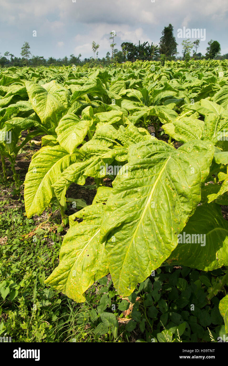 brown pigtail tobacco Copy of Gawith Hoggarth - Brown Pigtail (Liquorice) brown pigtail tobacco Copy of Gawith Hoggarth - Brown Pigtail (Liquorice)