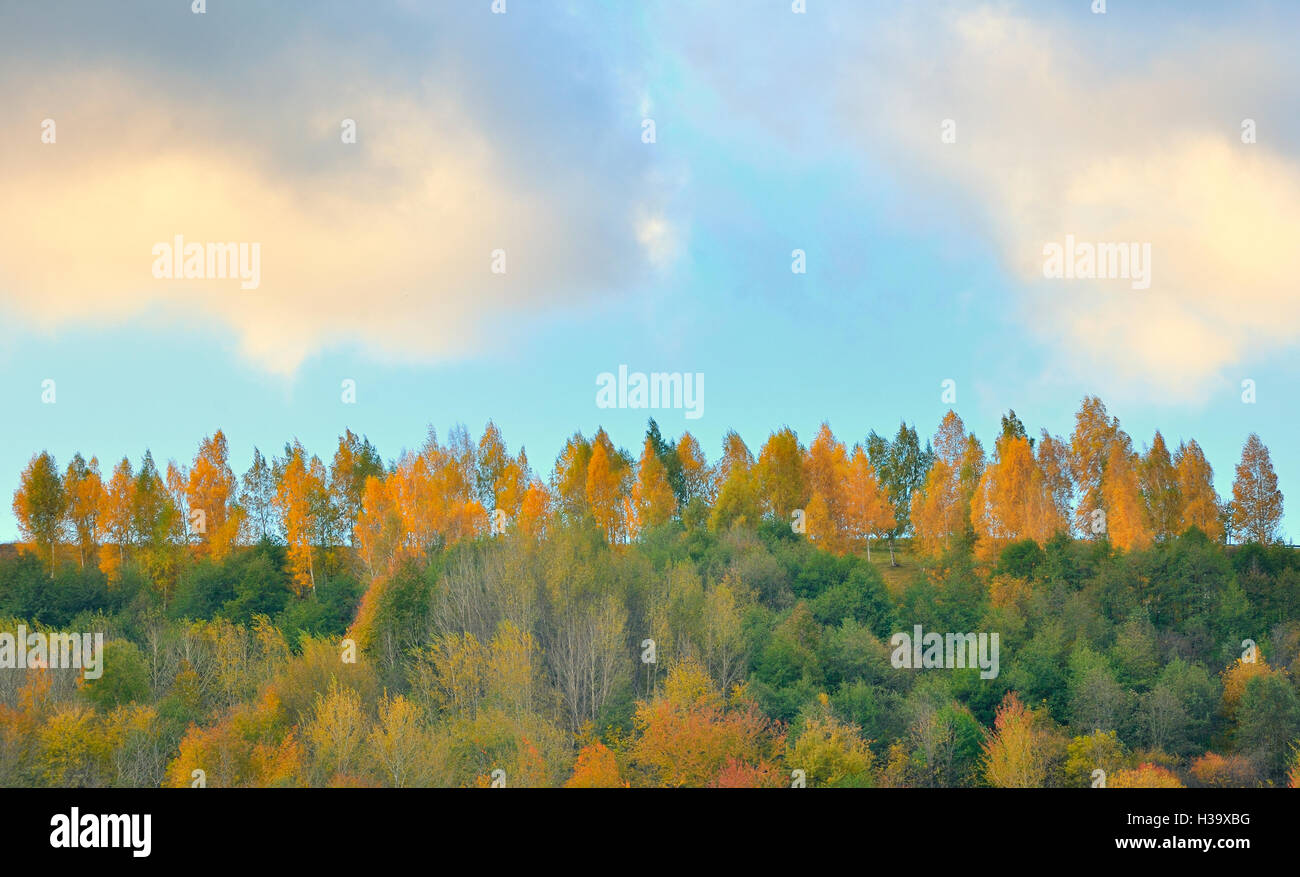 Colorful autumn forest landscape hi-res stock photography and images ...