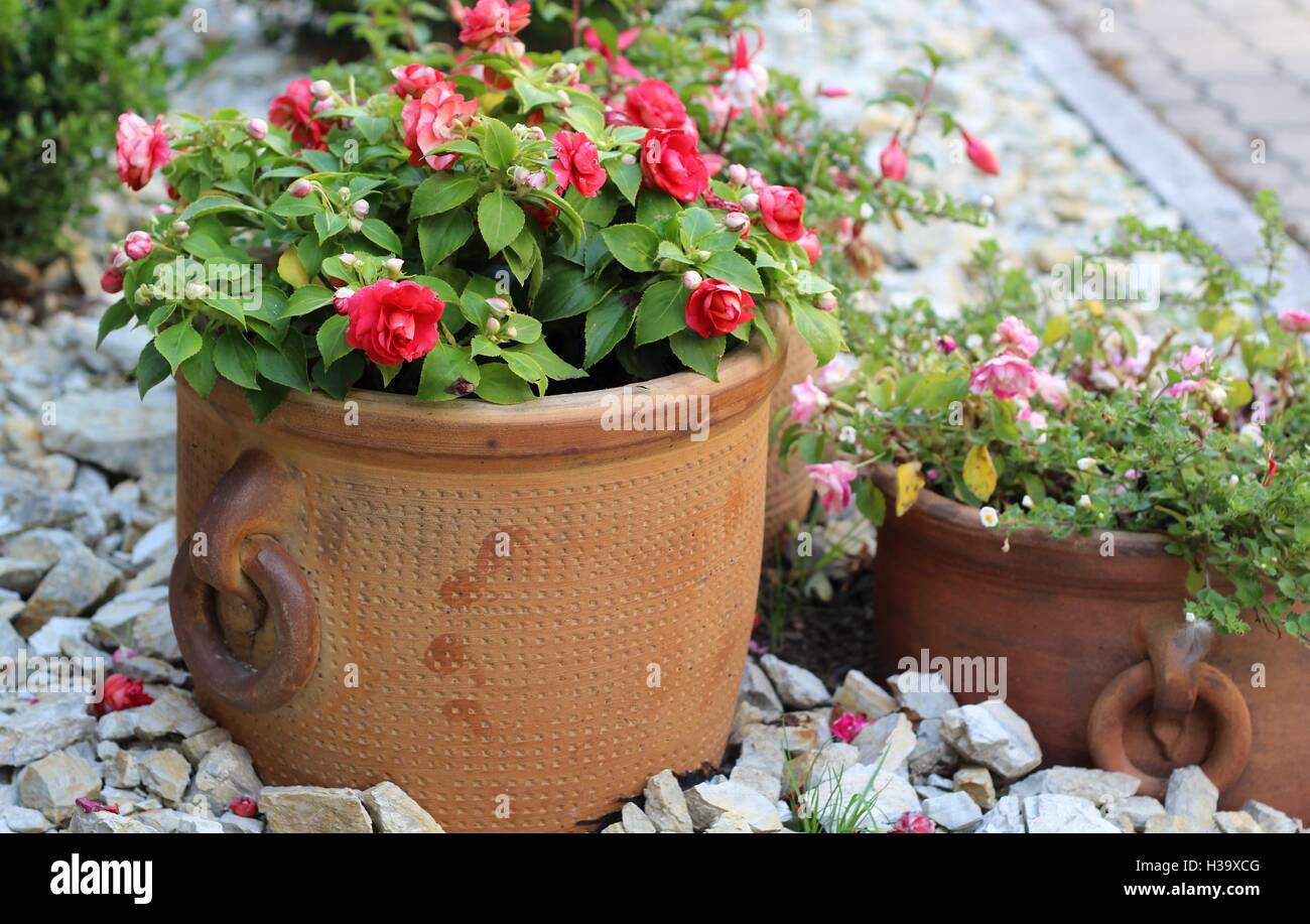 begonias in ceramic pots Stock Photo