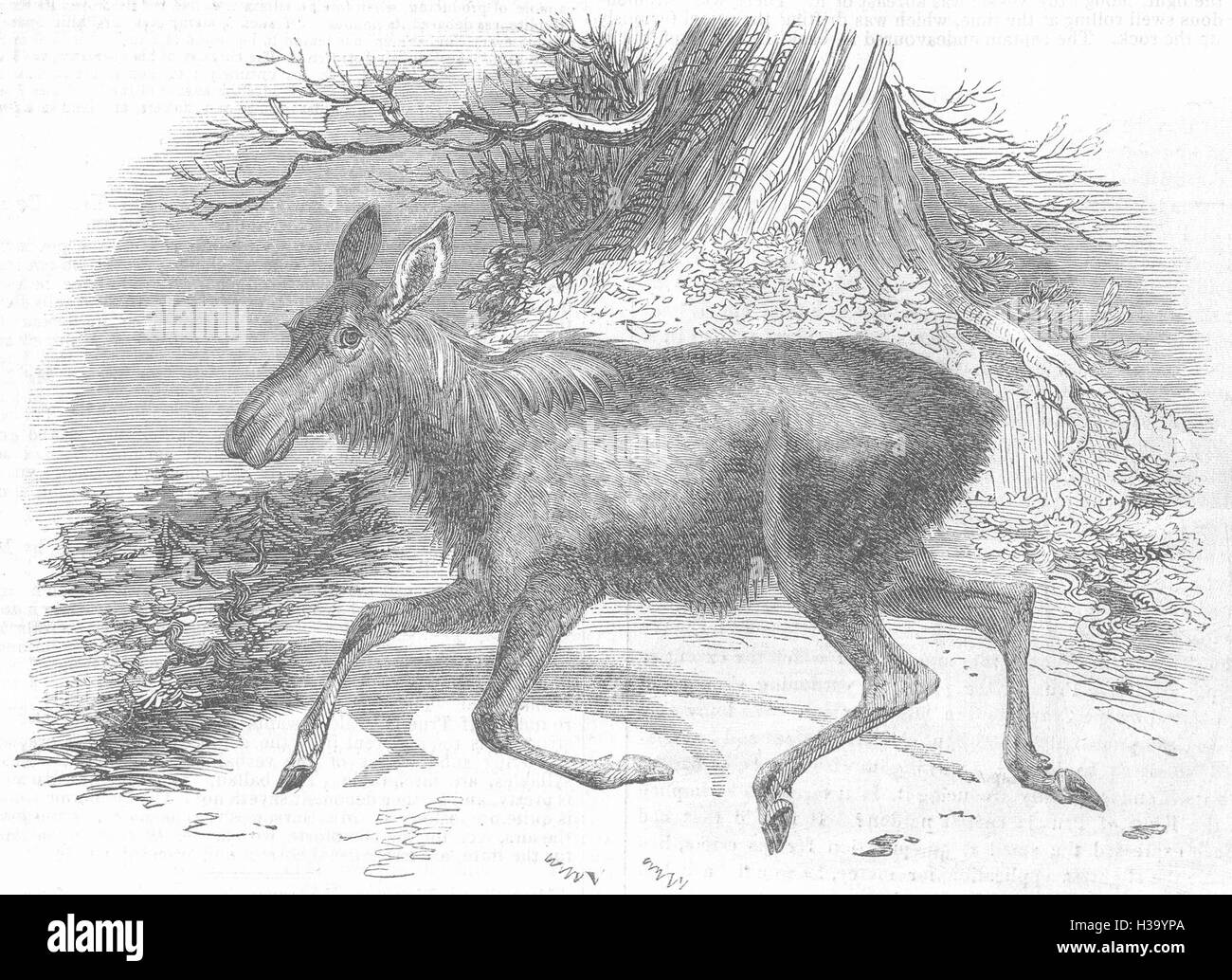 MOOSE Moose Deer, at the Surry Zoological Gardens 1844. The Illustrated London News Stock Photo